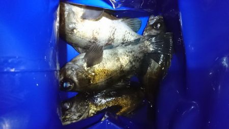 渋いメバリング