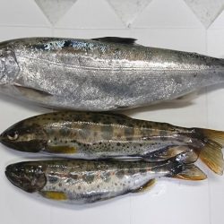 揖保川渓流釣り