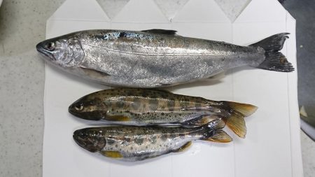 揖保川渓流釣り