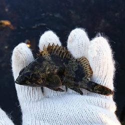 デイメバリング!…のハズが。