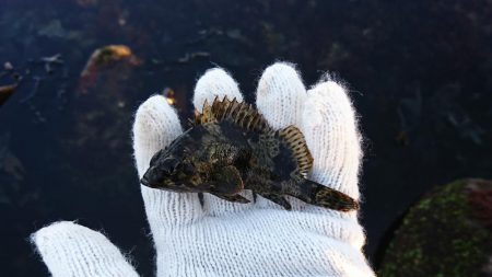 デイメバリング!…のハズが。