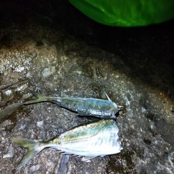 今年初のキロアップアオリイカ