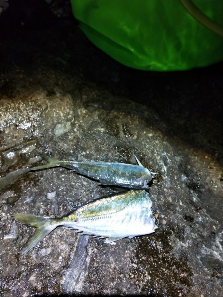 今年初のキロアップアオリイカ