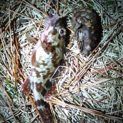 アナゴさんこんばんは　　長潮