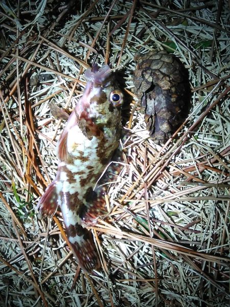 アナゴさんこんばんは　　長潮