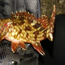 激シブメバリング