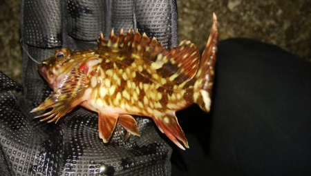 激シブメバリング