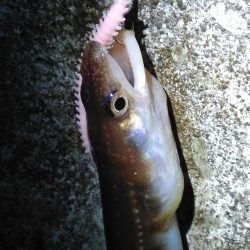 夜釣り日和にドンコ