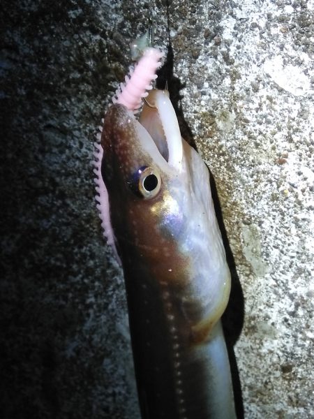 夜釣り日和にドンコ