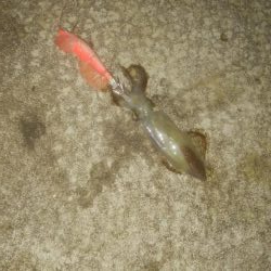 手作りの塩ささみでヒイカ1杯のみ・・・