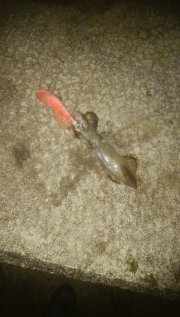 手作りの塩ささみでヒイカ1杯のみ・・・