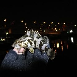 南港フェリーヘチ釣り (下げ潮でも良活性日~ 根魚 釣果有り)