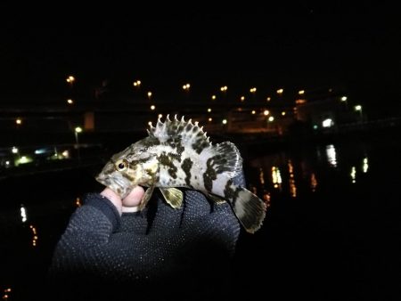 南港フェリーヘチ釣り (下げ潮でも良活性日~ 根魚 釣果有り)