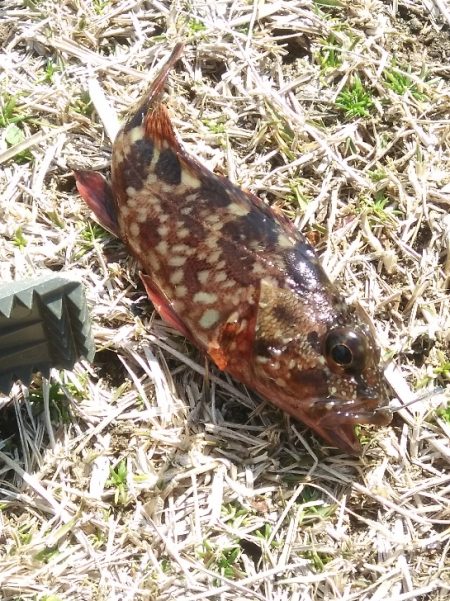 喰い渋るも気分爽快！　　穏やかな釣り日和