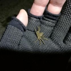 南港フェリーヘチ釣り (今回は下げ潮で不調~ 根魚と謎のカニ 釣果有り)