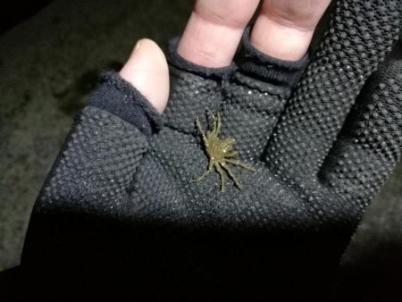 南港フェリーヘチ釣り (今回は下げ潮で不調~ 根魚と謎のカニ 釣果有り)