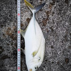 １週間ぶりの釣果です。