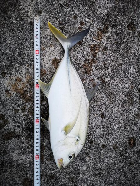 １週間ぶりの釣果です。