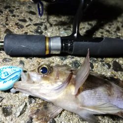 荒天のメバリング