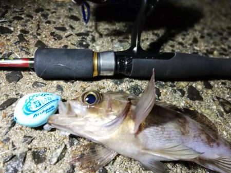 荒天のメバリング