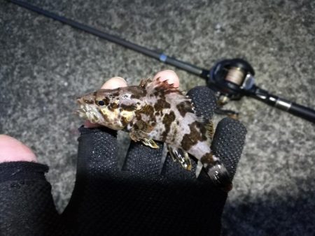 南港フェリーヘチ釣り （雨予報でも根魚は釣れました！ 根魚 釣果有り）