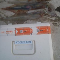 胴長25センチのヤリイカ3杯！