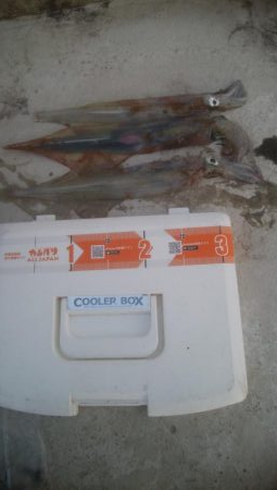 胴長25センチのヤリイカ3杯！