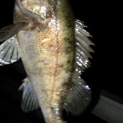 南東爆風でメバリング