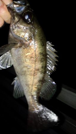 南東爆風でメバリング