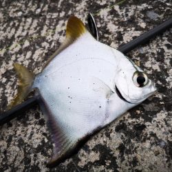 夕方港でちょい投げ