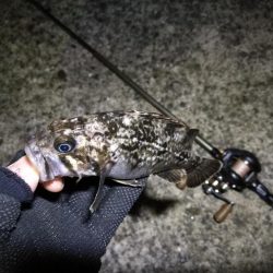 南港カモメ大橋ヘチ釣行 （春分好釣果！ 根魚大物タケノコ27cm！釣果有り！）