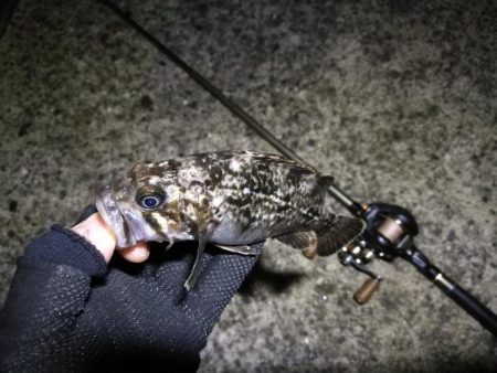 南港カモメ大橋ヘチ釣行 （春分好釣果！ 根魚大物タケノコ27cm！釣果有り！）