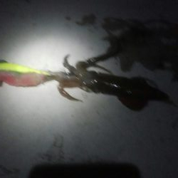 ヤリイカ1杯とヒイカ1杯の釣果！