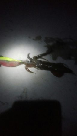 ヤリイカ1杯とヒイカ1杯の釣果！