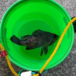 ウニのしゃぶしゃぶを食べに