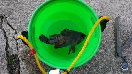 ウニのしゃぶしゃぶを食べに