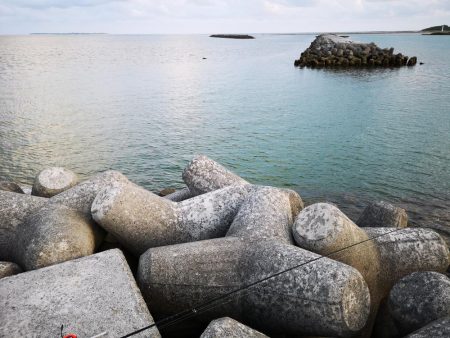 夕方にカライワシ