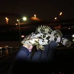 南港フェリーヘチ釣り （4月前で釣果渋いですが根魚の釣果有り）