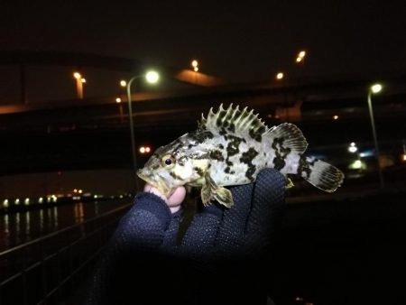 南港フェリーヘチ釣り （4月前で釣果渋いで…