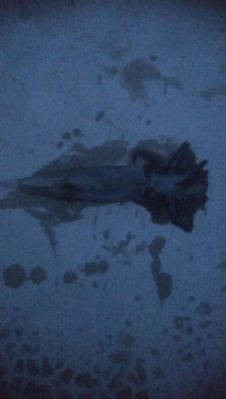 ヤリイカ釣行　2杯！！