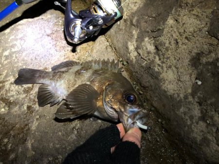 磯メバ　リベンジ