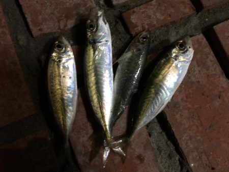 釣り客多いが釣果は今一つ