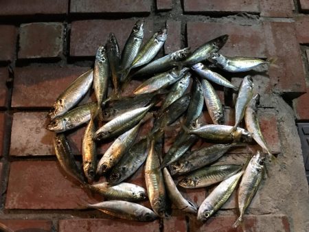 今日も好調　アジ33匹