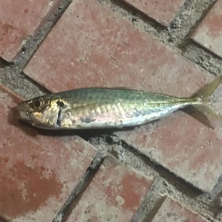 アジの地合い無し