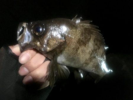 サタデーナイトメバリング