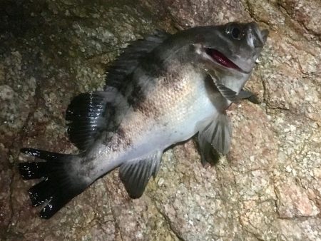 久しぶりのメンバー４人でメバリング