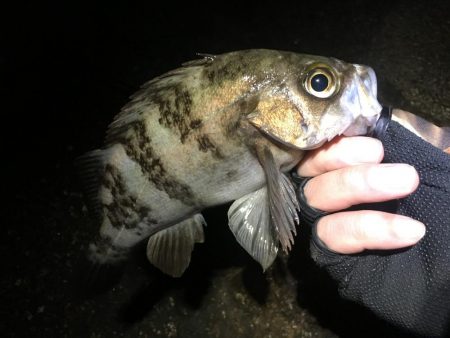 霧の立ち込む岬の先端で連発！