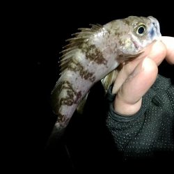 雨の中、また淡路島!