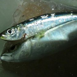 加太大波止でサバ