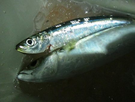 加太大波止でサバ